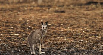 Скільки тварин постраждали від масштабних пожеж в Австралії: жахаюча цифра