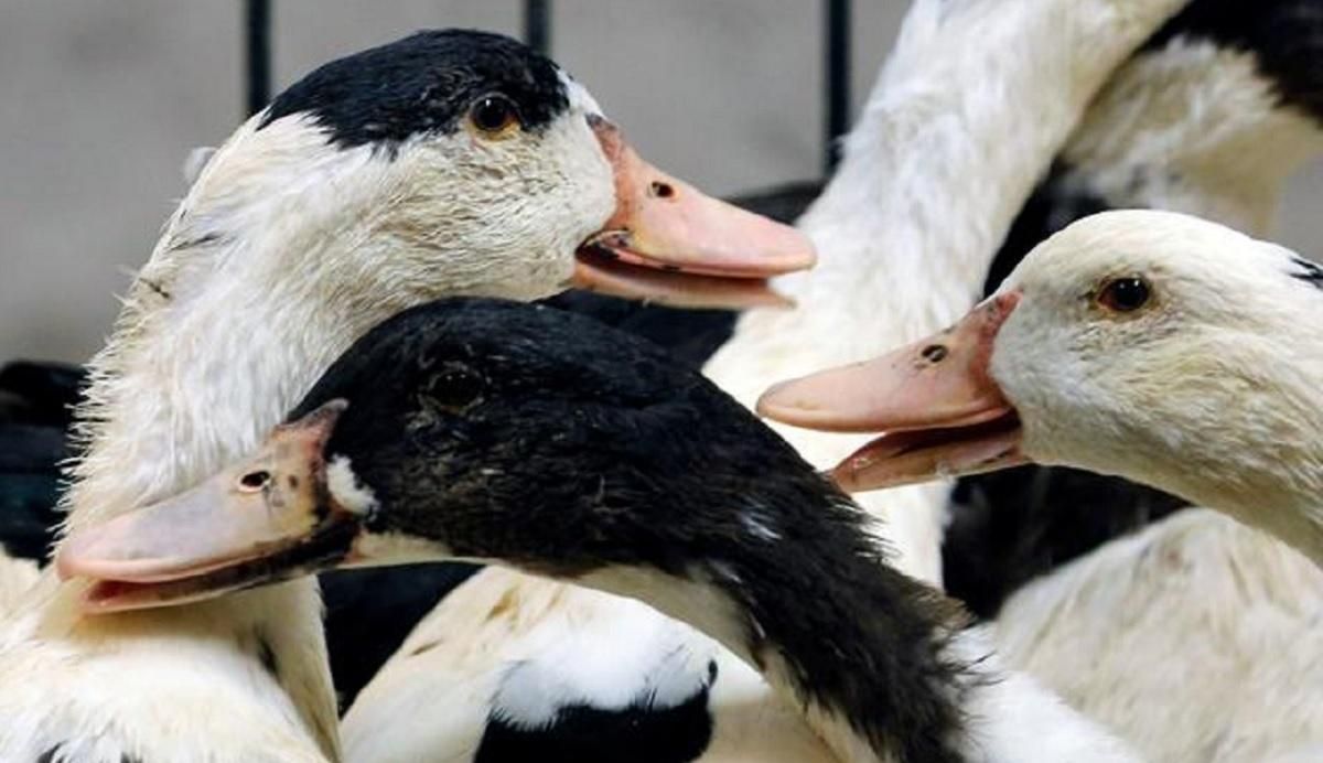 Во Франции вспышка птичьего гриппа на утиной ферме