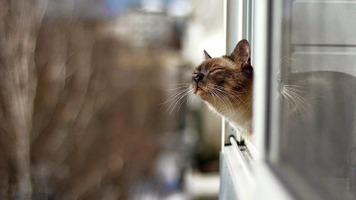 Морози відступають: в Україну на кілька днів прийде потепління Морози відступають: в Україну на кілька днів прийде потепління