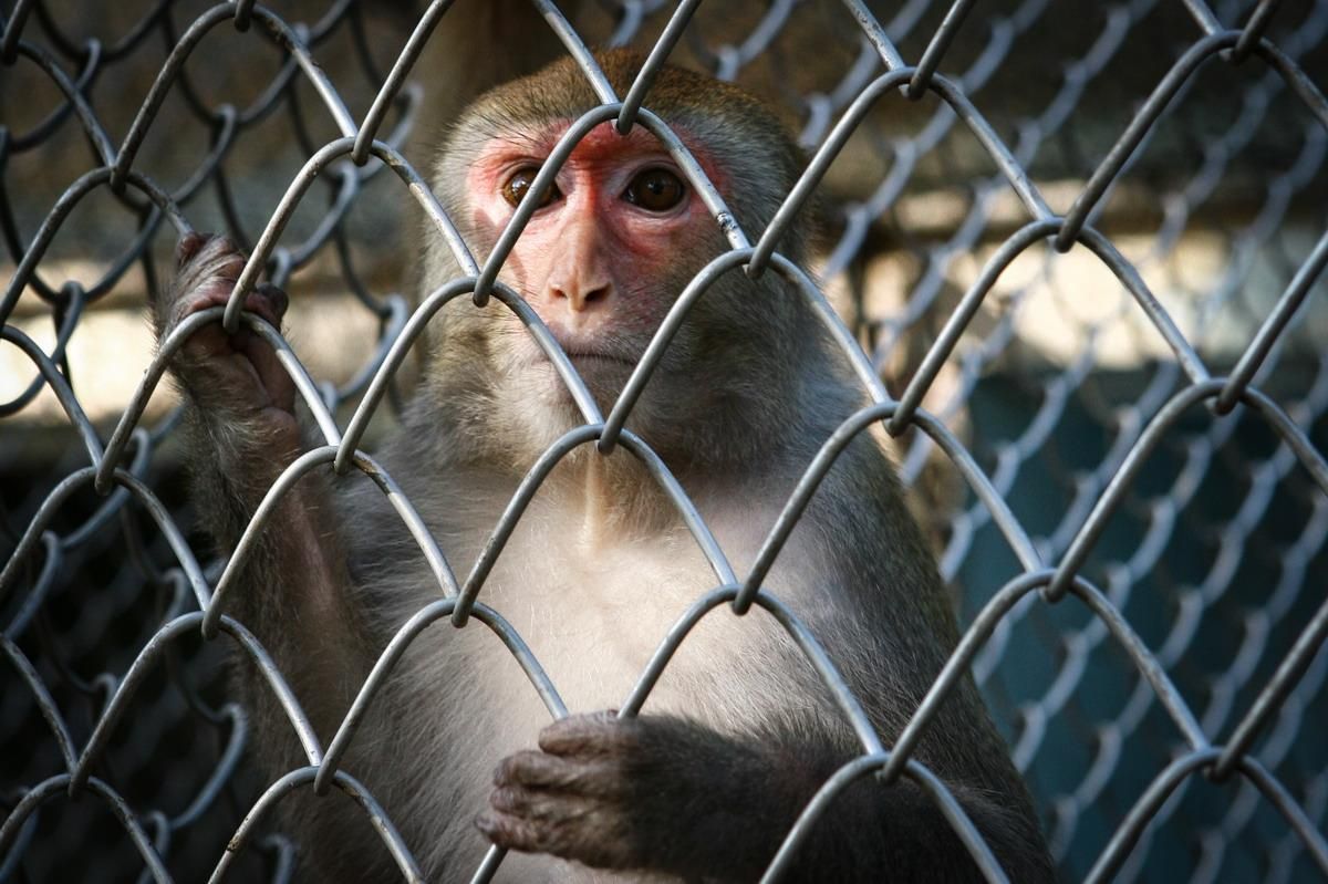 Мавпам передали зображення прямо в мозок за допомогою імпланта Мавпам передали зображення прямо в мозок за допомогою імпланта