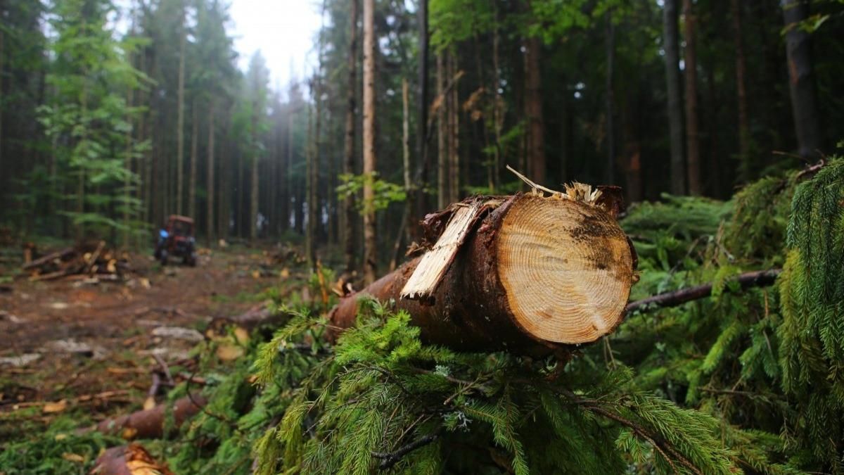 Уряд значно обмежив вирубку лісів на схилах Карпат