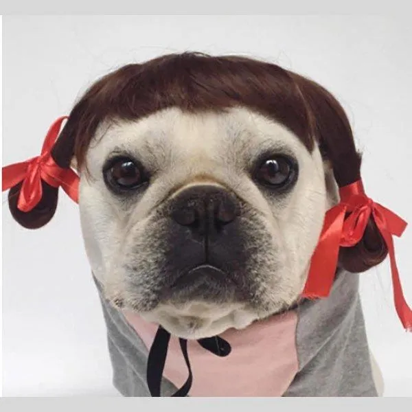 Перука для собаки Перука для собаки