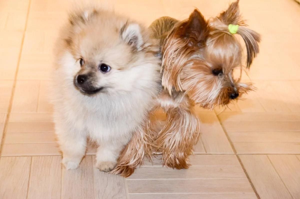 Битва титанів: у Львові суд розглядав бійку йорка та шпіца Битва титанів: у Львові суд розглядав бійку йорка та шпіца