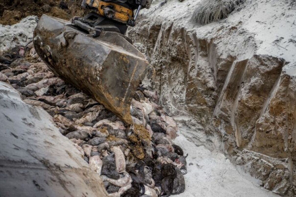 У Данії могильники з норками можуть забруднити ґрунтові води