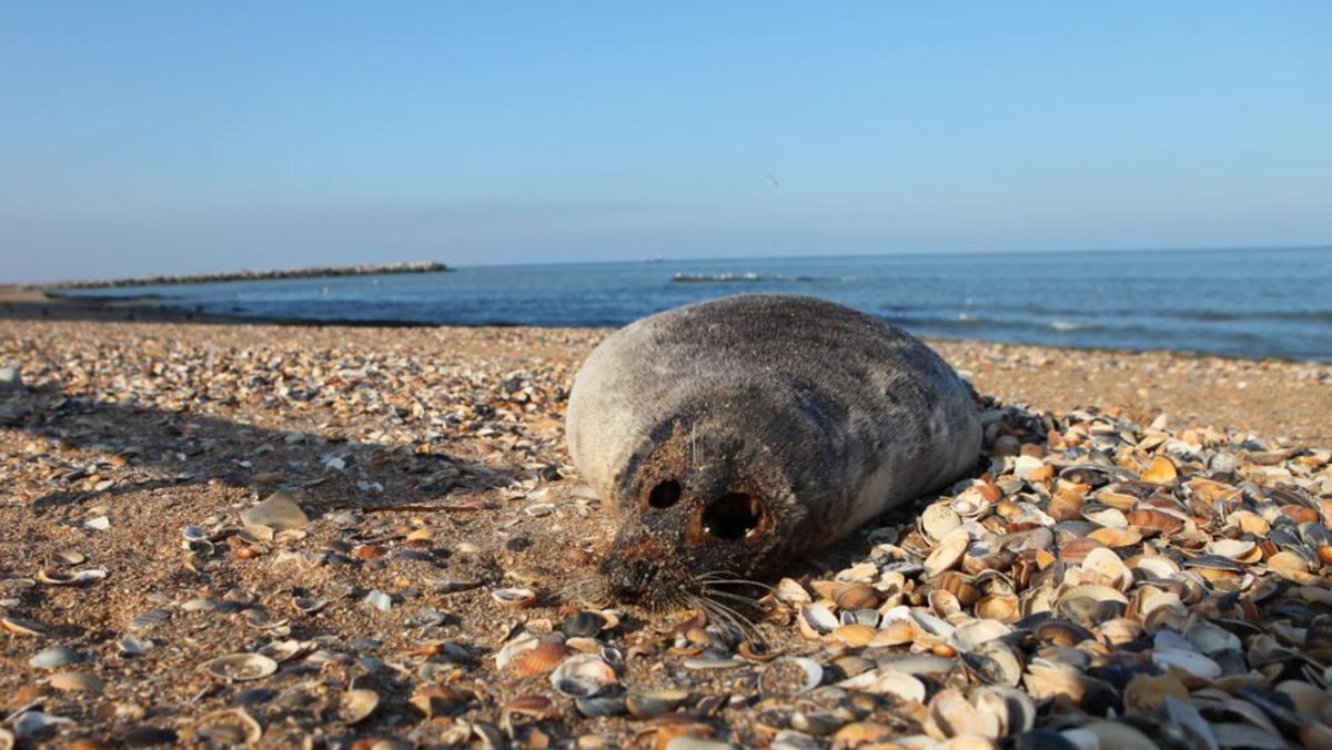 На узбережжі Каспійського моря у Дагестані виявили 272 мертві тюлені