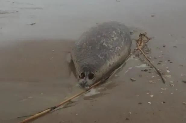 У Дагестан на узбережжі Каспійського моря загинули тюлені 