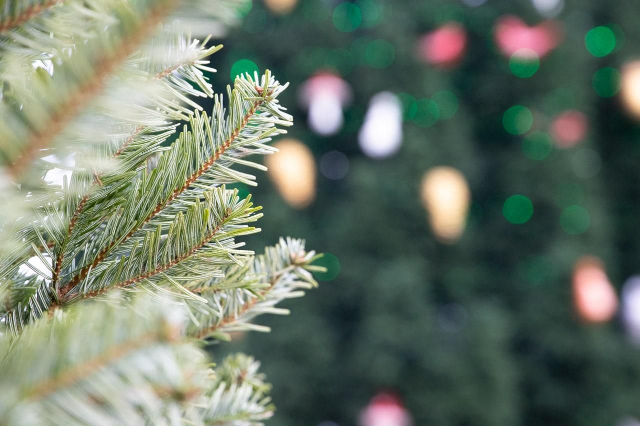 Де та коли можна придбати офіційну ялинку в Києві Де та коли можна придбати офіційну ялинку в Києві