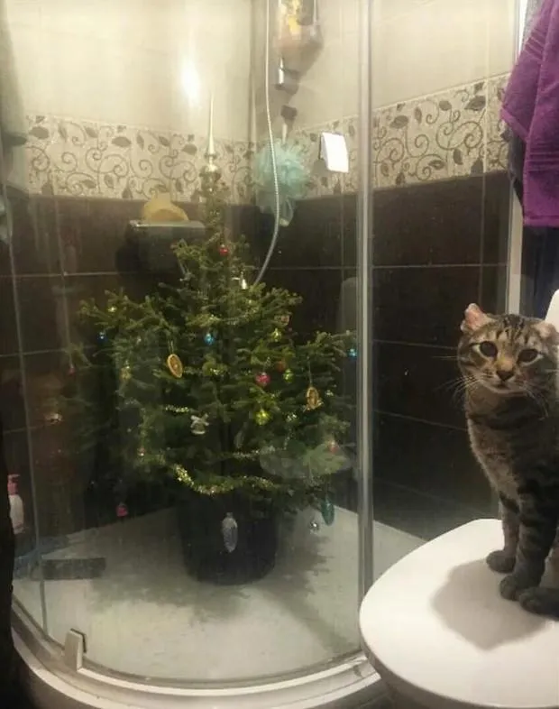Як захистити ялинку від котиків Як захистити ялинку від котиків