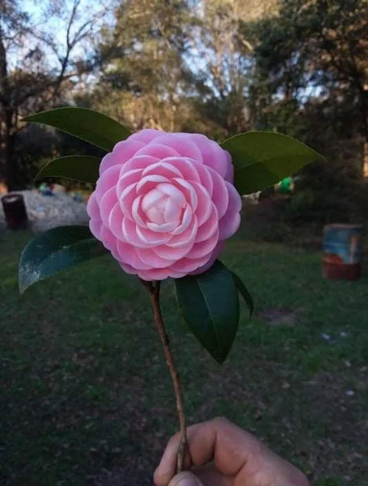 Троянда Троянда