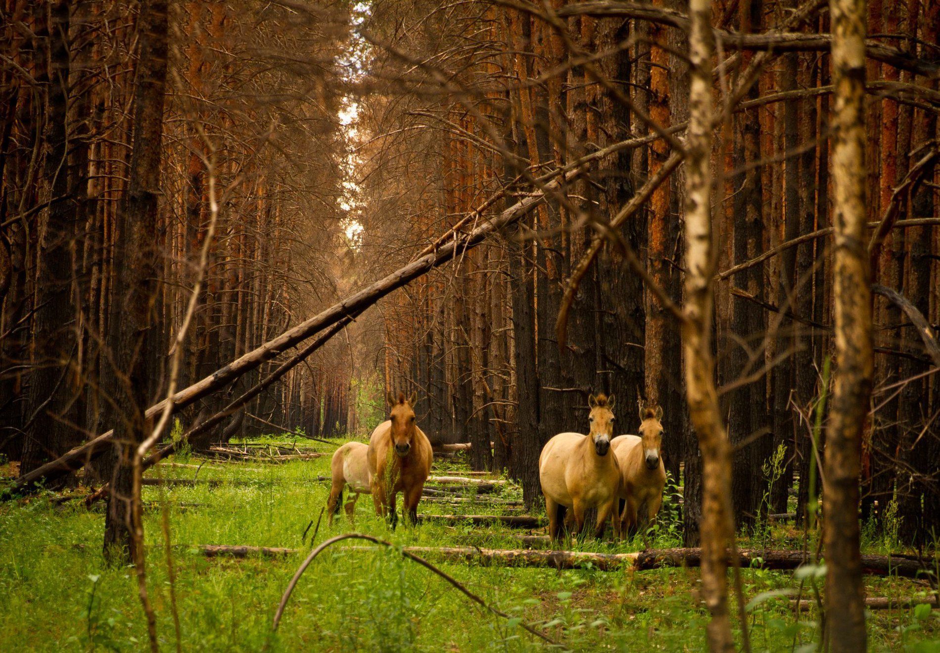 Чорнобильський заповідник додали в перелік природоохоронних зон світу 