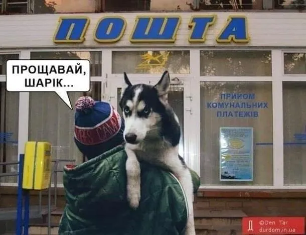 собака