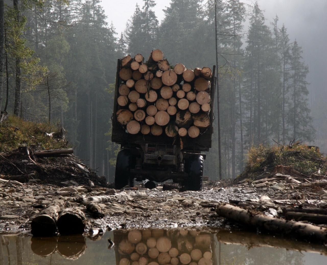 Вирубка лісів на Житомирщині: збитки сягають 6,3 мільйона гривень