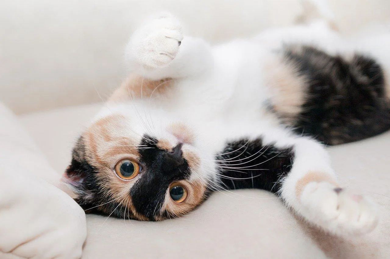 Коти покращують ваш сон / Фото Pixabay