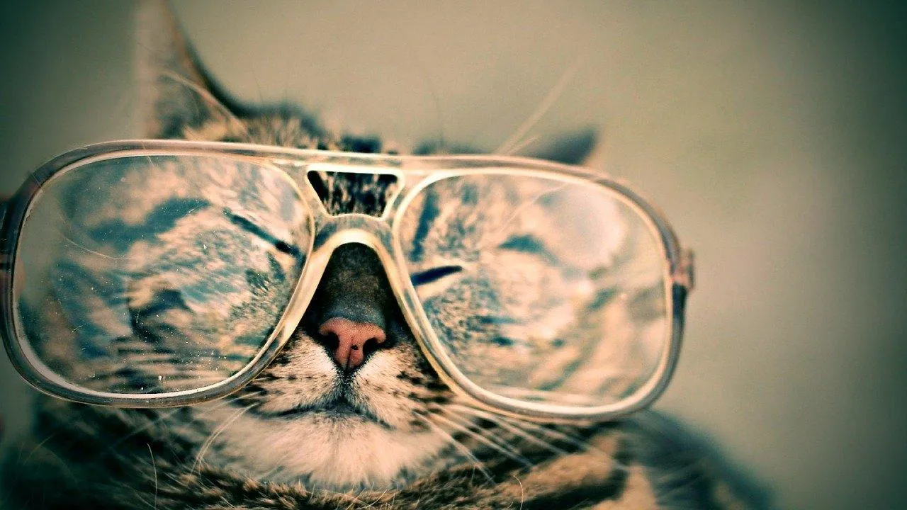 Коти - це справжні психотерапевти / Фото Pixabay
