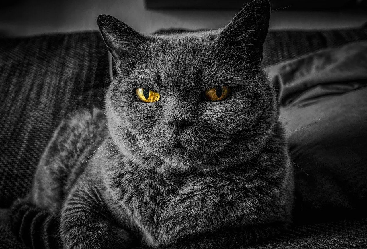 Котики бережуть вас від різних хвороб / Фото Pixabay