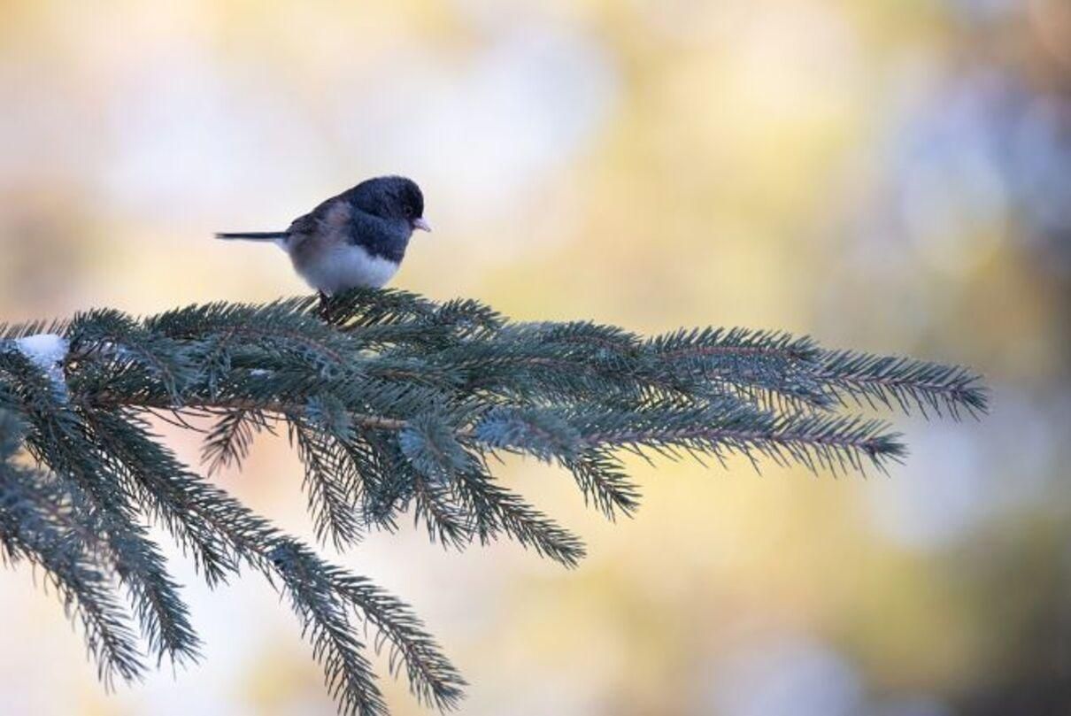 Погода 21 декабря 2020: прогноз от синоптиков Украины Погода 21 декабря 2020: прогноз от синоптиков Украины