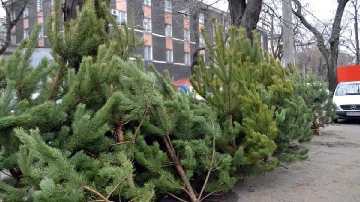 Киевлян предупредили о последствиях покупки незаконно вырубленных елок