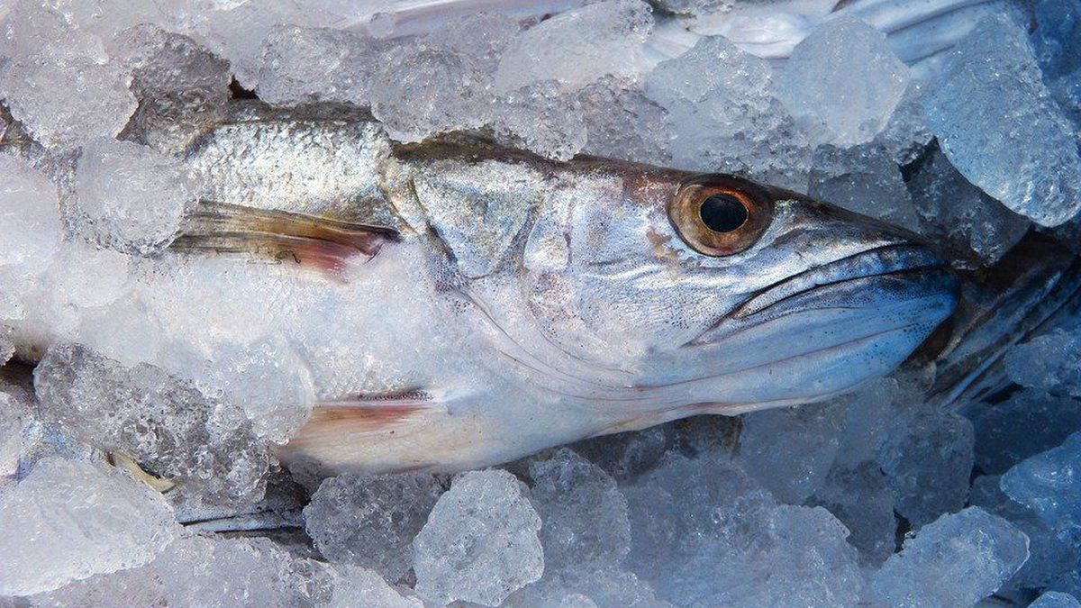 У Польщі за жорстоке поводження з рибою засудили продавців У Польщі за жорстоке поводження з рибою засудили продавців