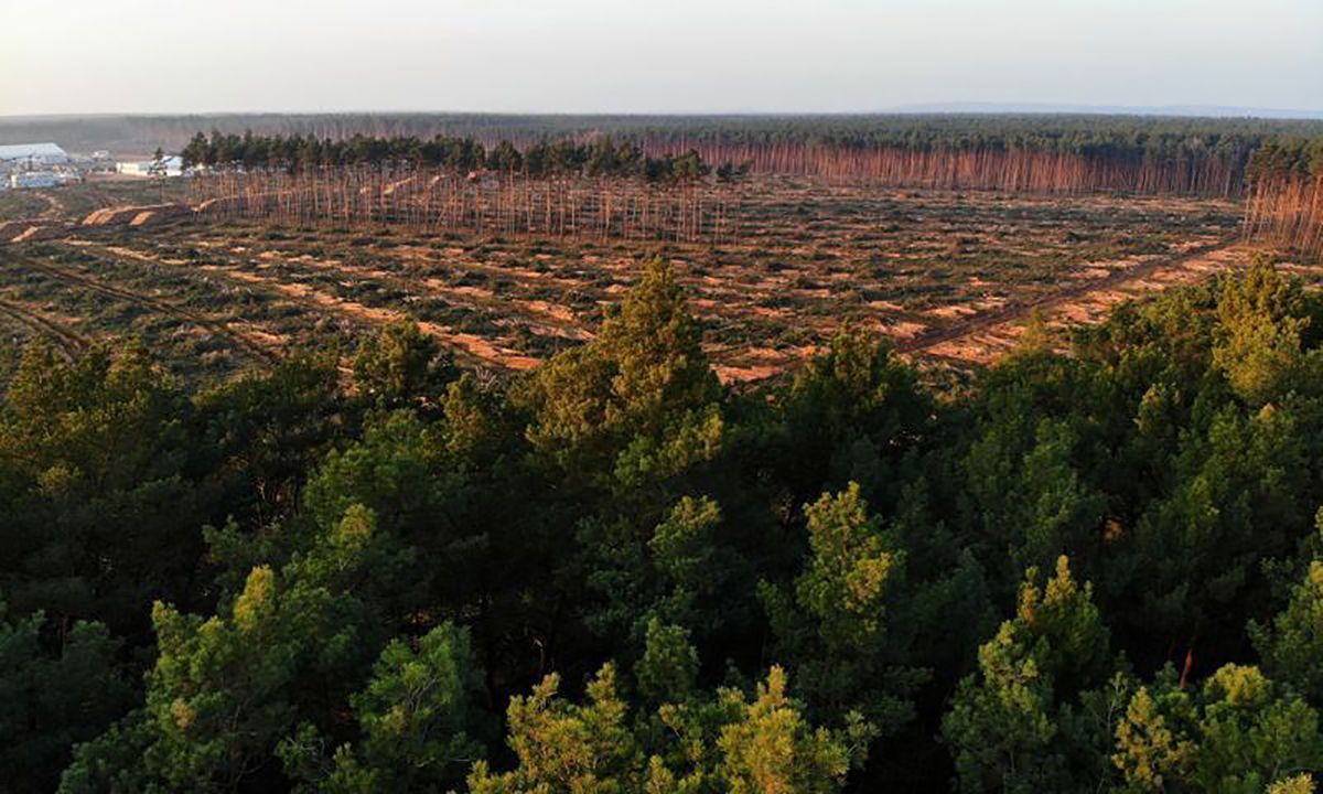 Німецький суд дозволивTesla здійснити кліринг лісу під новий завод