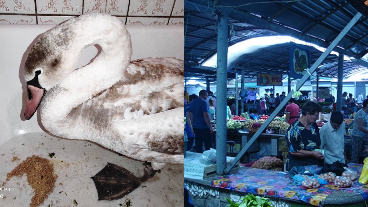 Лебедь упал на прилавок с мандаринами в Мелитополе Лебедь упал на прилавок с мандаринами в Мелитополе