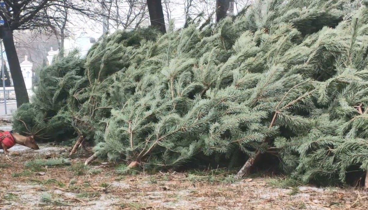 200 тисяч дерев до зимових свят: які ціни на ялинки у регіонах України