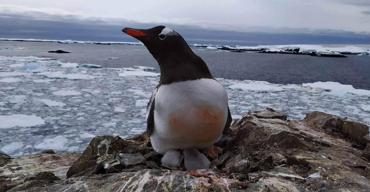 Біля Академіка Вернадського народилися пінгвіненята: фото Біля Академіка Вернадського народилися пінгвіненята: фото