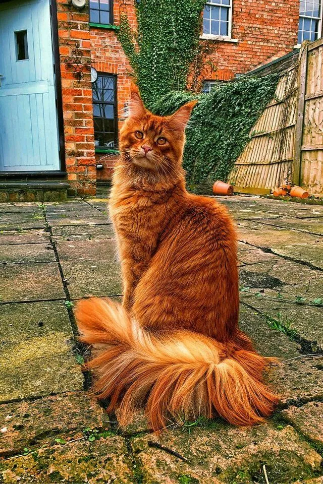 Рижий кіт Рижий кіт