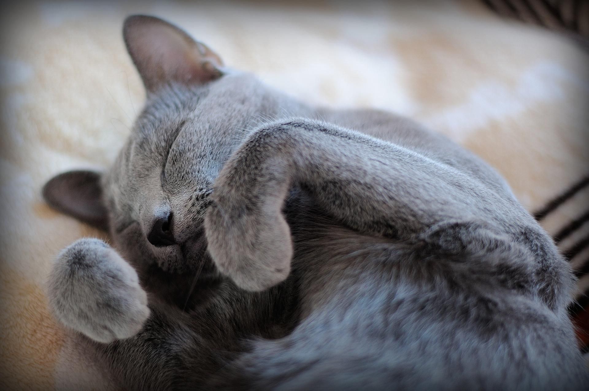 Коты-фотомодели: учитесь, как правильно позировать