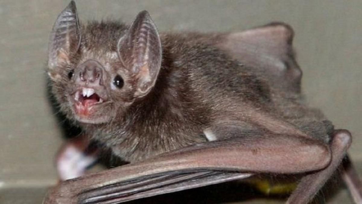 У Дніпрі знайшли понад 500 кажанів на одному балконі: фото