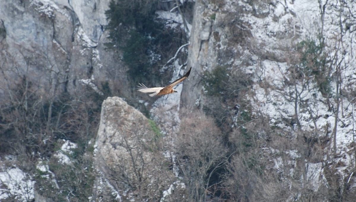 В Крыму выпал снег: сказочные фото зимы в Крыму В Крыму выпал снег: сказочные фото зимы в Крыму