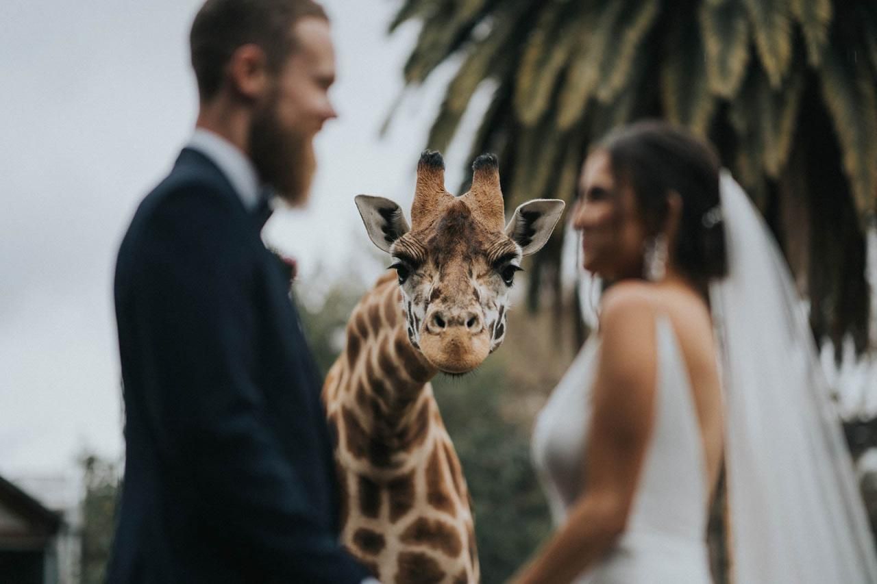 Лучшие свадебные фото 2020 года: победители Junebug Weddings