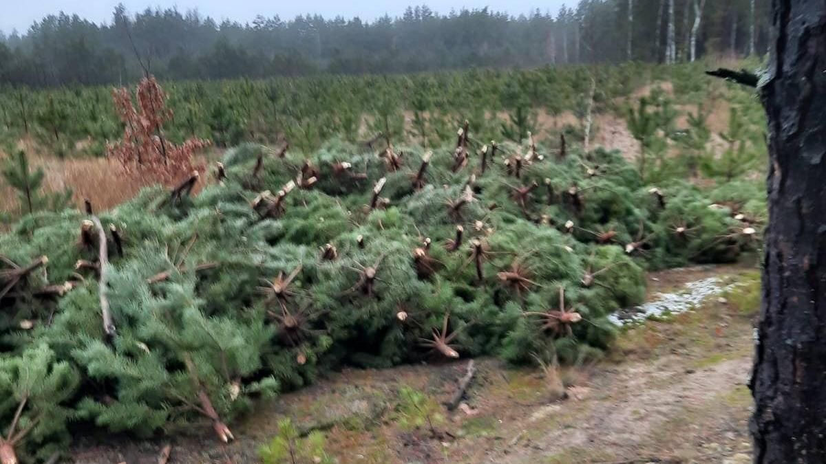 На Чернігівщині спіймали лісорубів, які знищили 877 сосен