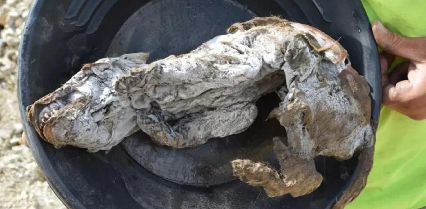 В Канаде обнаружили мумию древней волчицы: детали, фото