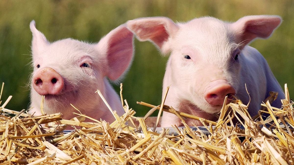 В Украине зафиксировали вспышку африканской чумы свиней