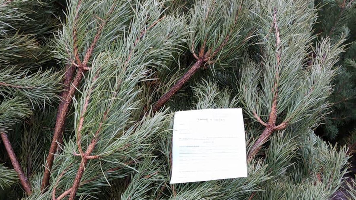 Де у Києві можна придбати ялинку - список законних точок продажу Де у Києві можна придбати ялинку - список законних точок продажу