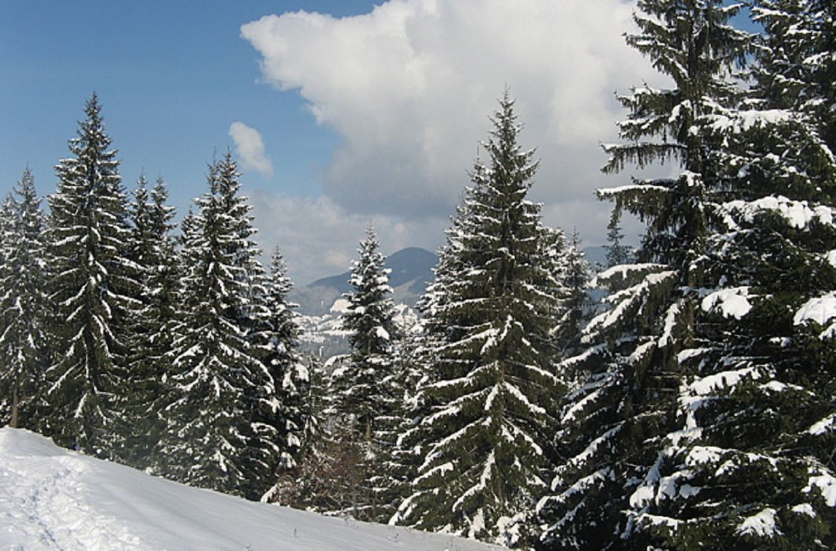 У Карпатах працюють спецбригади охорони хвойних дерев У Карпатах працюють спецбригади охорони хвойних дерев