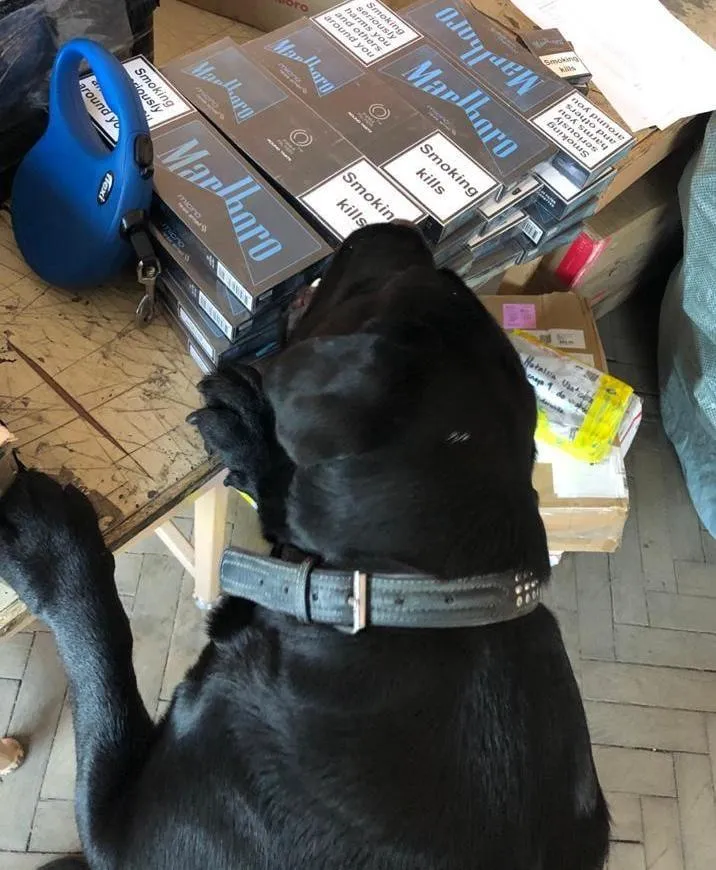 Замаскували блоки сигарет під цукерки: службовий пес знайшов контрабанду – фото