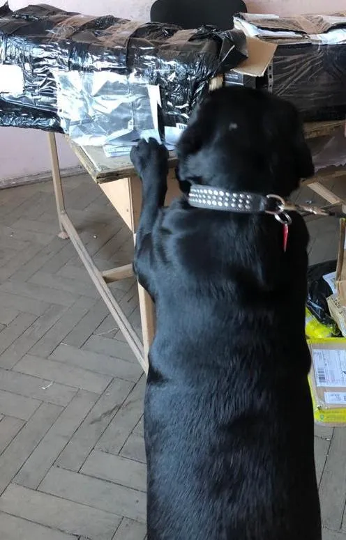 Замаскували блоки сигарет під цукерки: службовий пес знайшов контрабанду – фото Замаскували блоки сигарет під цукерки: службовий пес знайшов контрабанду – фото