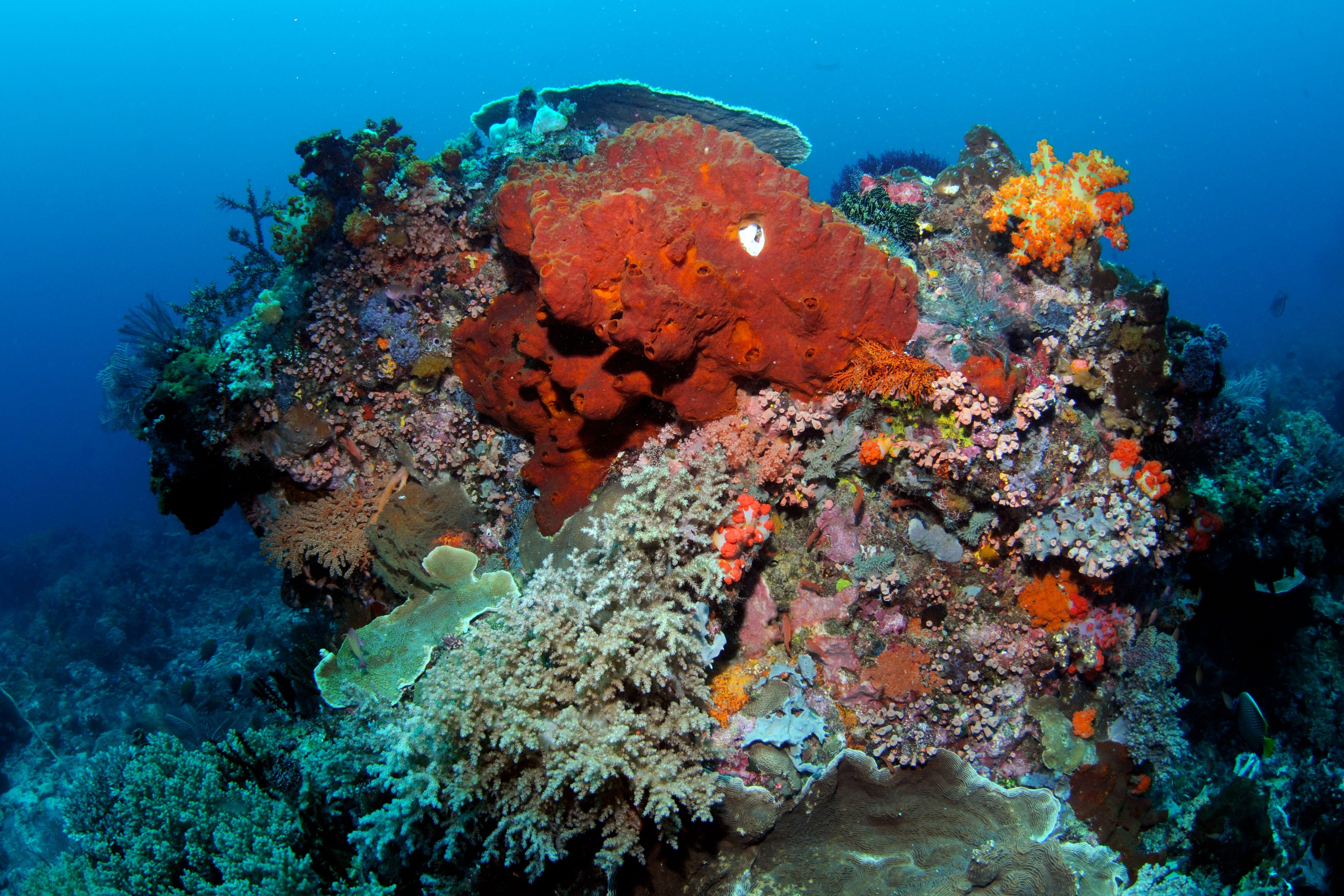 Коралловые рифы могут навсегда исчезнуть: как их спасти Коралловые рифы могут навсегда исчезнуть: как их спасти