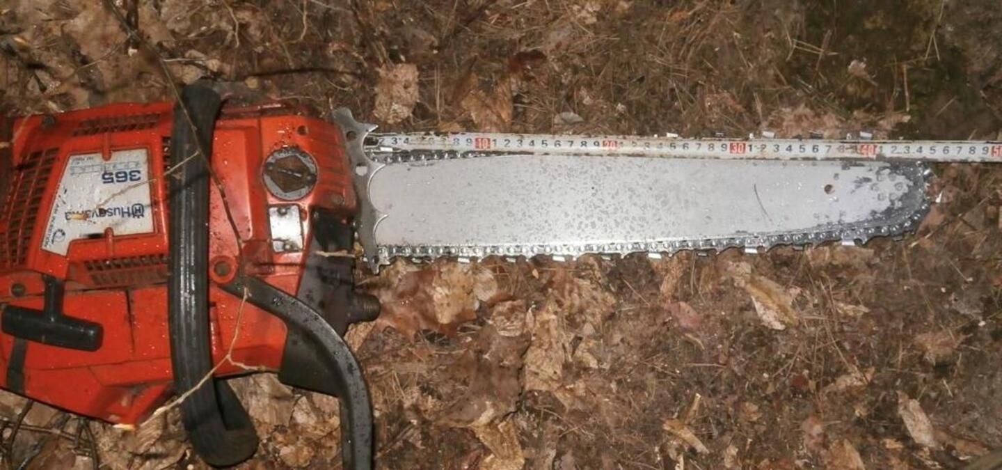 Рубил деревья в парке и давал взятку полицейским: теперь злоумышленнику грозит тюрьма - фото Рубил деревья в парке и давал взятку полицейским: теперь злоумышленнику грозит тюрьма - фото