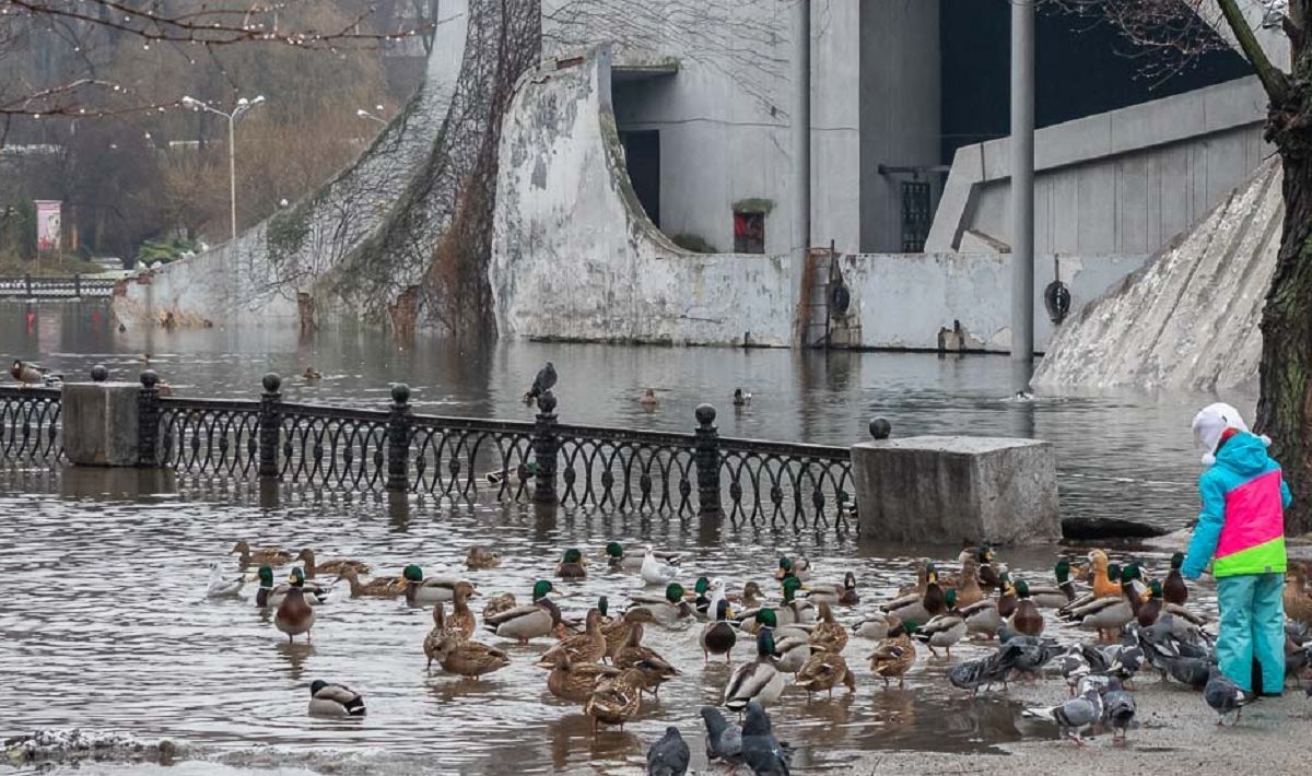 У Дніпрі з берегів вийшло озеро: качки плавають тротуаром – відео