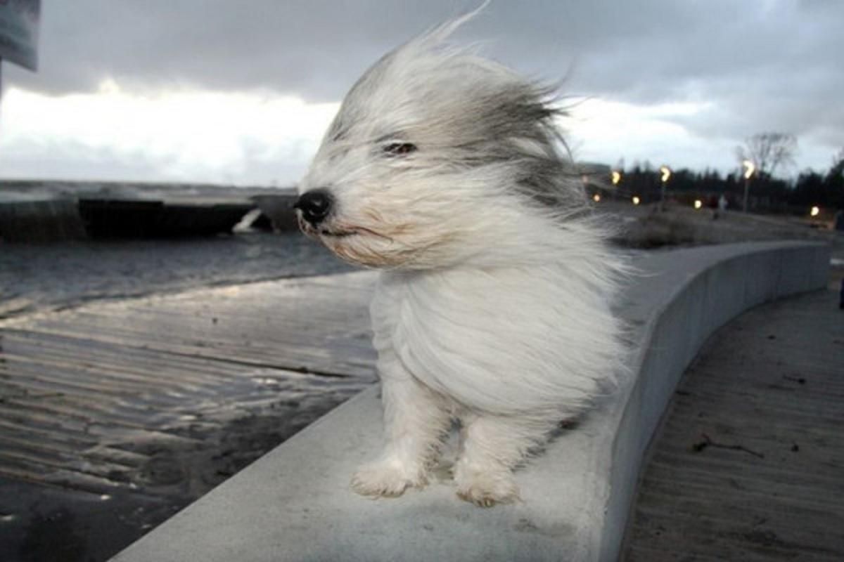 Шквалы ветра и гололедица на дорогах: где будет непогода 28.12.2020 Шквалы ветра и гололедица на дорогах: где будет непогода 28.12.2020