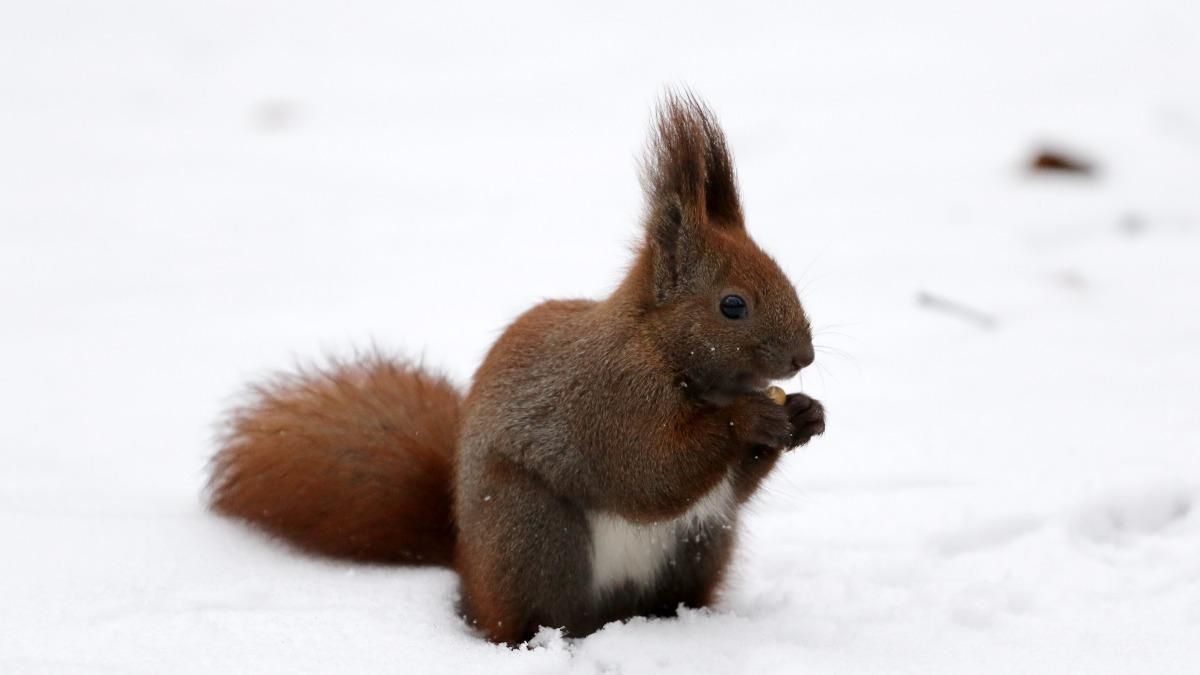 Погода на январь 2021, Украина: прогноз, какой будет декабрь Погода на январь 2021, Украина: прогноз, какой будет декабрь