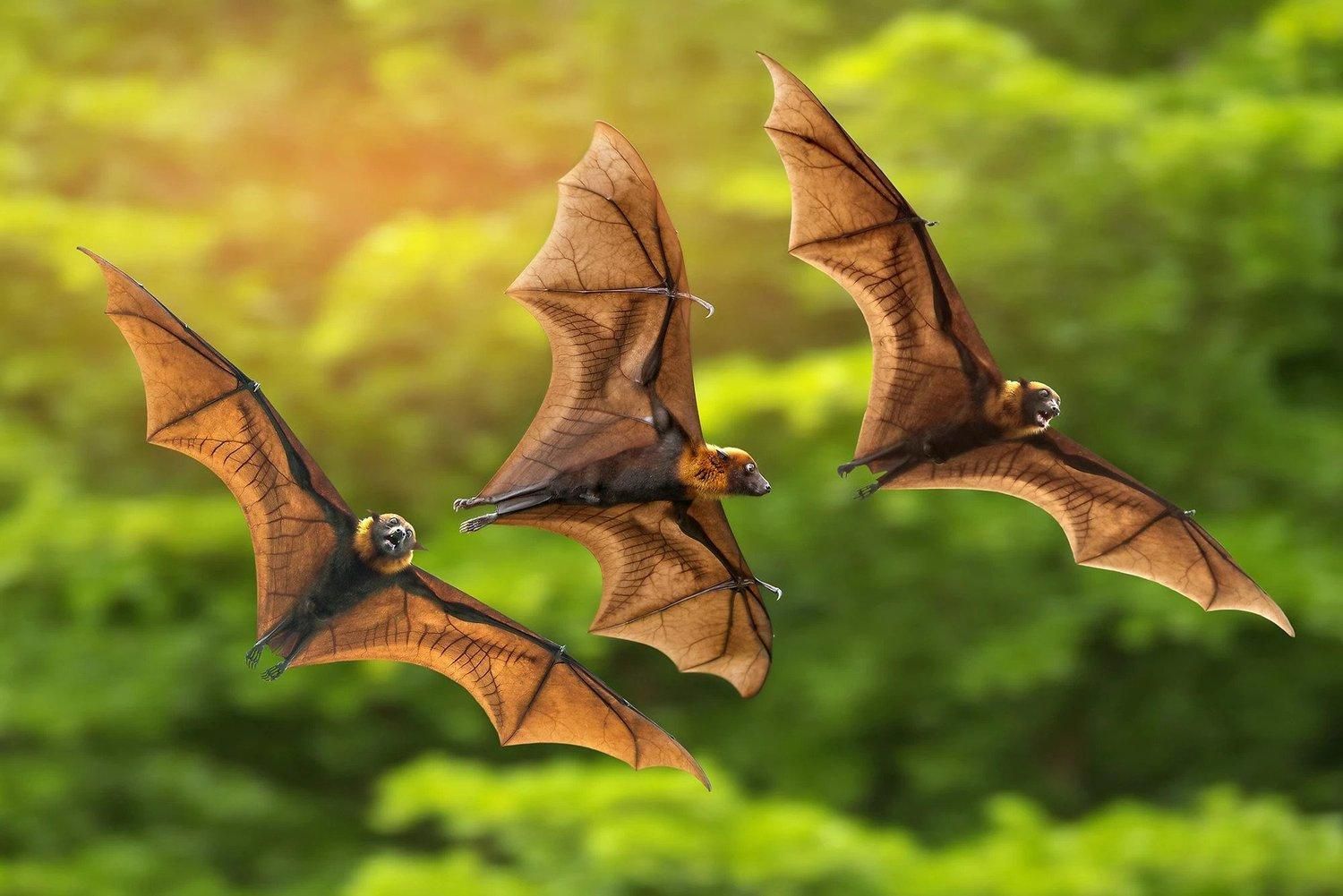 У Запоріжжі знайшли колонію кажанів у смітнику: відео