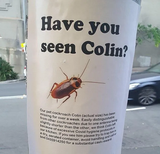 плакат просить допомогти знайти зниклого таргана на ім'я Колін