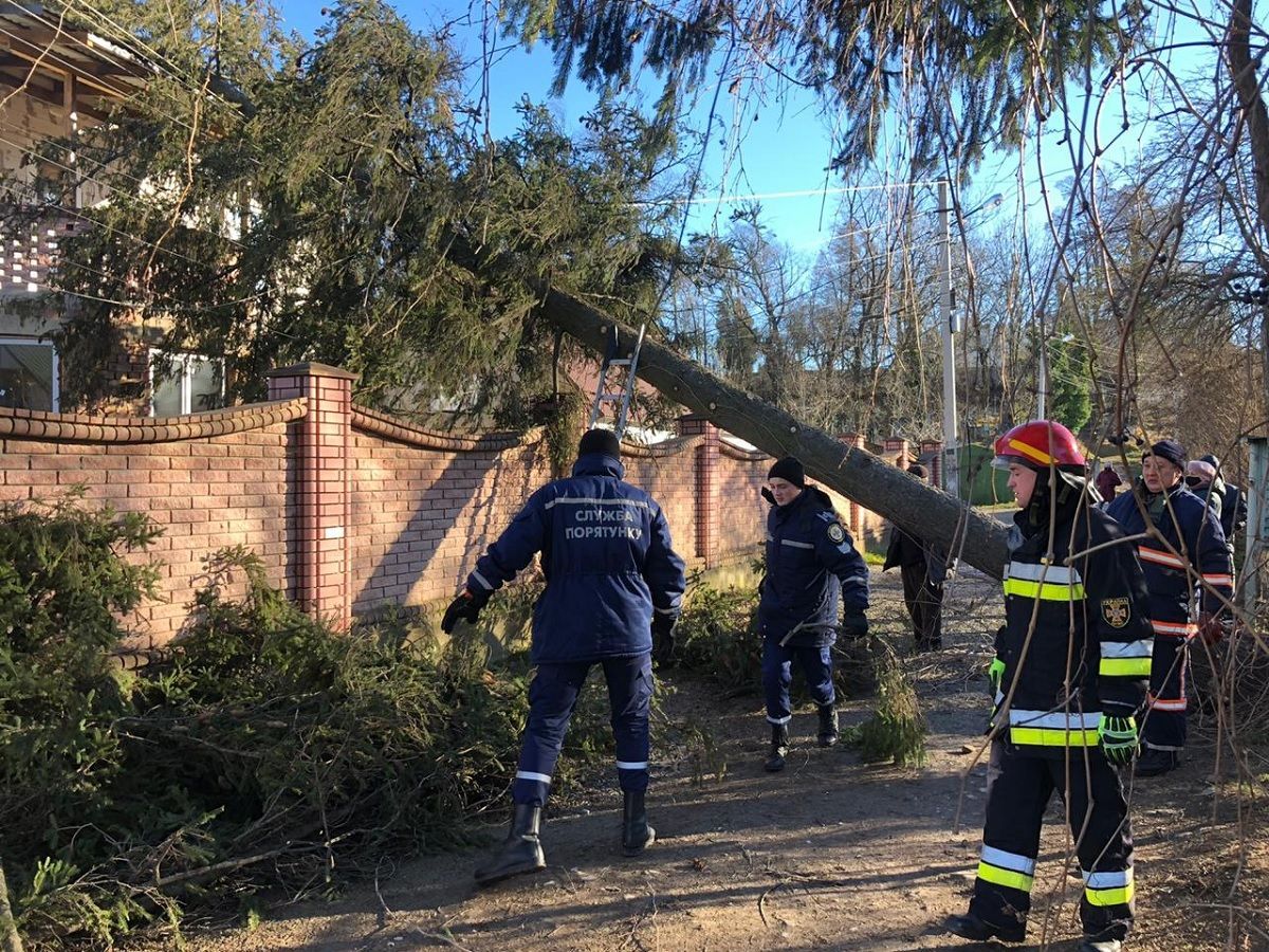Негода на Прикарпатті 29.12.2020: вітер повалив дерева - фото Негода на Прикарпатті 29.12.2020: вітер повалив дерева - фото