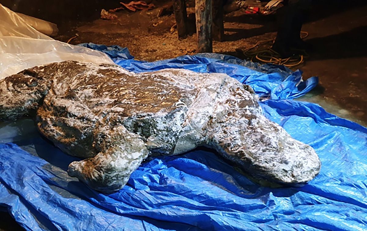 В Якутії знайшли тушу шерстистого носорога, збережену в гарному стані В Якутії знайшли тушу шерстистого носорога, збережену в гарному стані