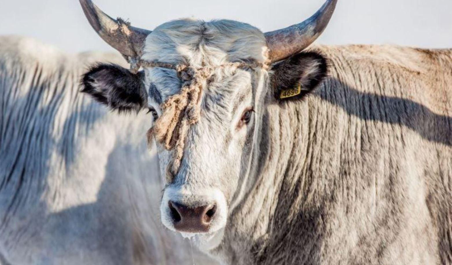 Символ 2021 року – бик: що символізує тварина для українців Символ 2021 року – бик: що символізує тварина для українців