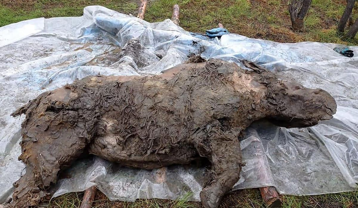 У Якутії знайшли рештки волохатого носорога: фото, відео