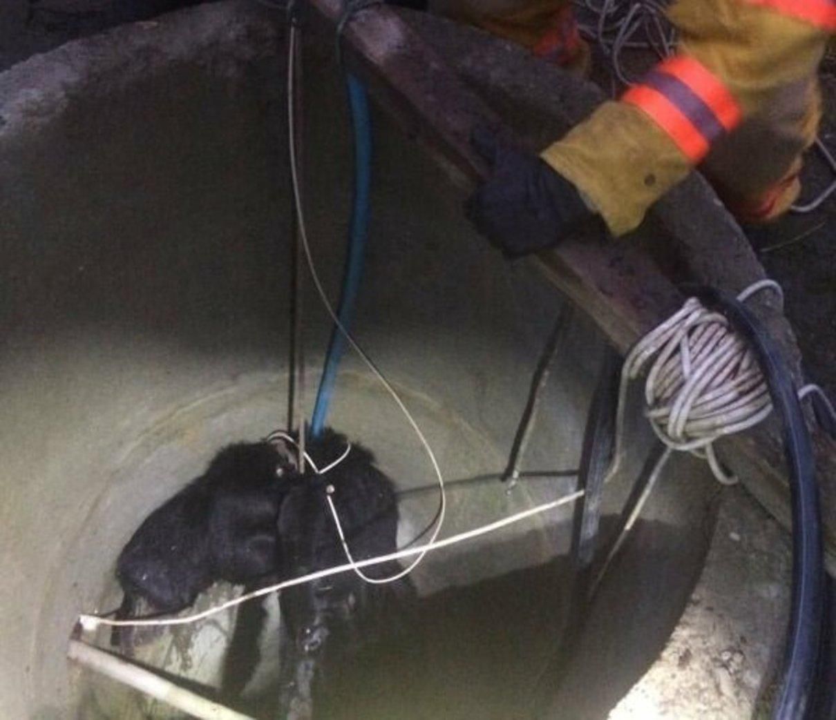 Собака стрибнув у 26-метровий колодязь через феєрверк на Буковині Собака стрибнув у 26-метровий колодязь через феєрверк на Буковині